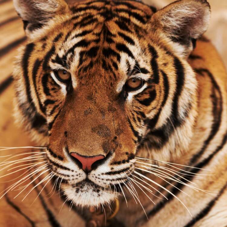 Tigris portré - stock image